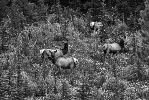 DSC_4266_KananaskisCountry