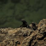 DSC_4146_IguanaIsabela