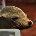 DSC_4421_SeaLion