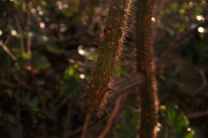 DSC_8281_SeteCidades